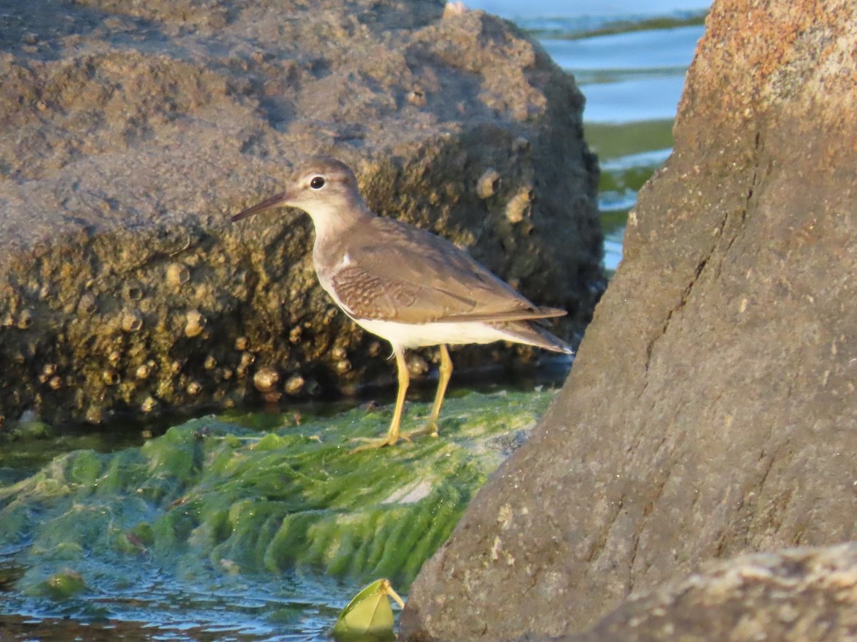 flekksnipe - ML645132237