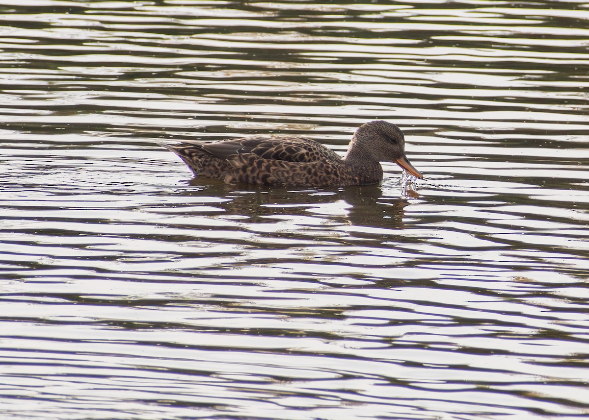 snadderand - ML645132239