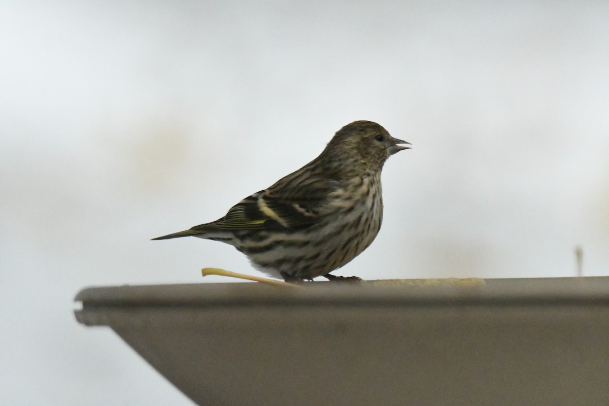 stripesisik - ML645132240