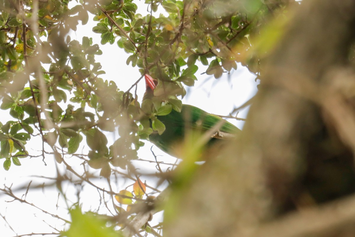 grønntanagar - ML645132241