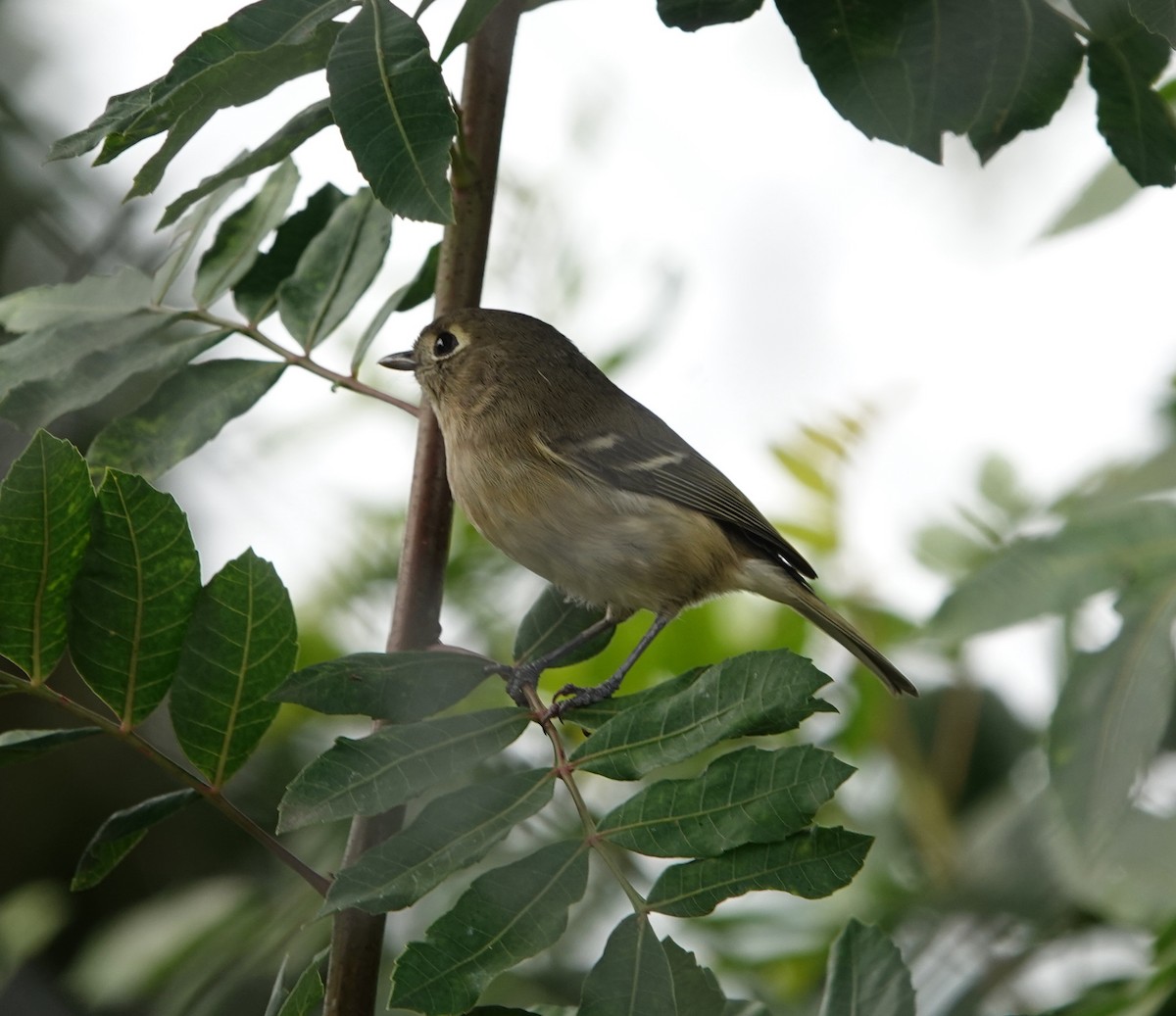 eikevireo - ML645132242