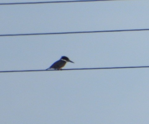 belteisfugl - ML645132243