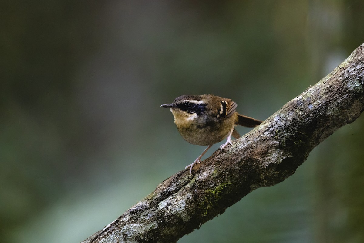 brynjemaurfugl - ML645132248