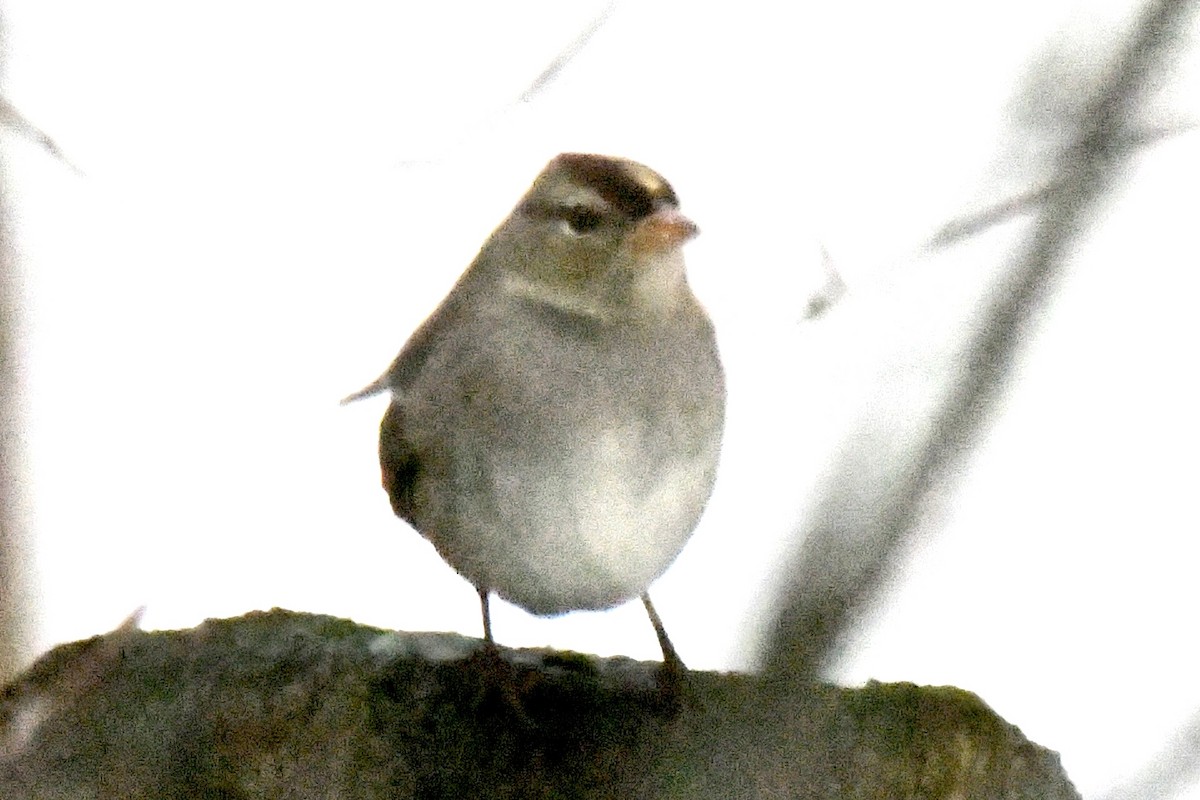 Bruant à couronne blanche - ML645132249
