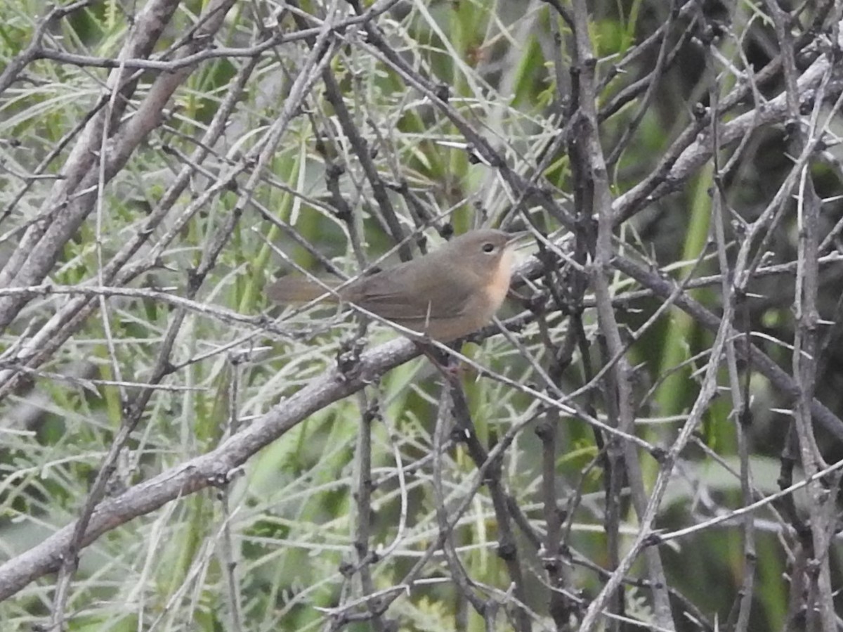Common Yellowthroat - ML645132280