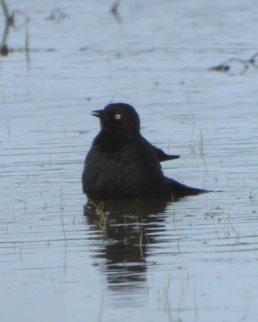 Трупіалець пурпуровий - ML645132281