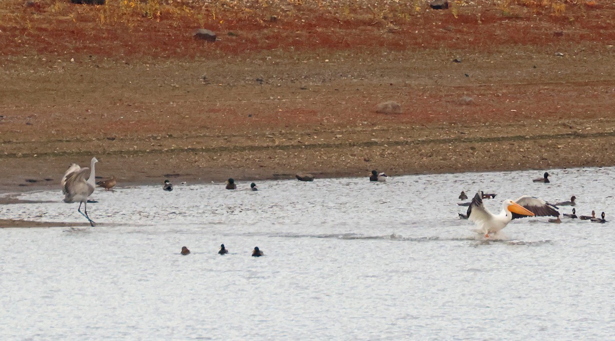 Sandhill Crane - ML645132303