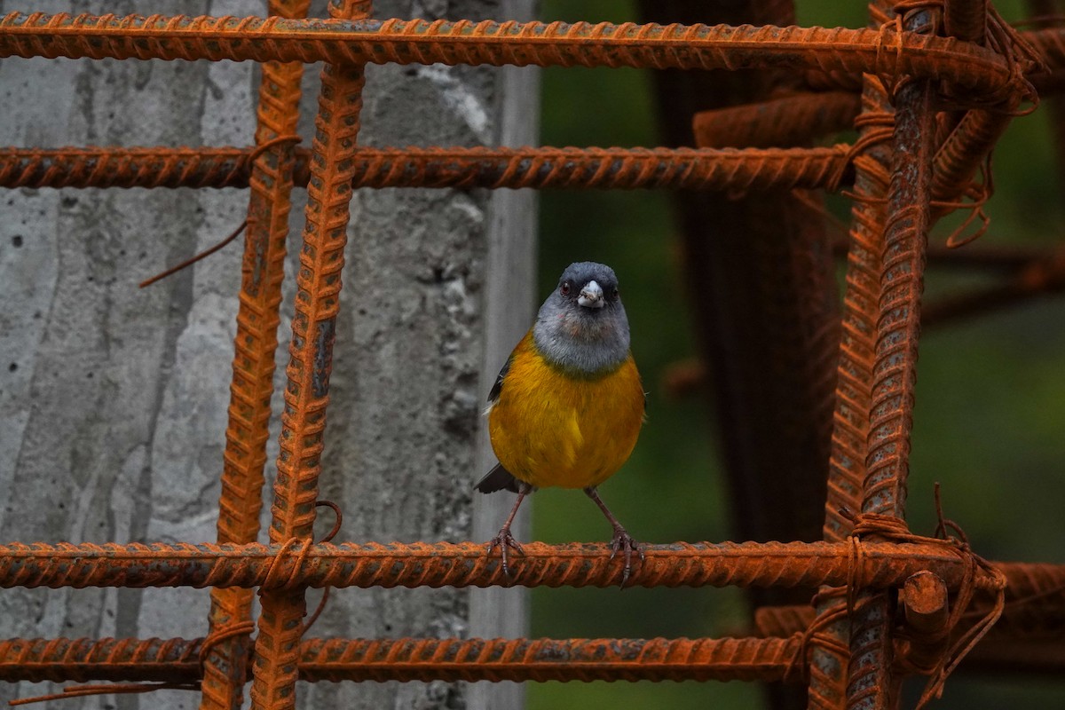 Patagonian Sierra Finch - ML645132317