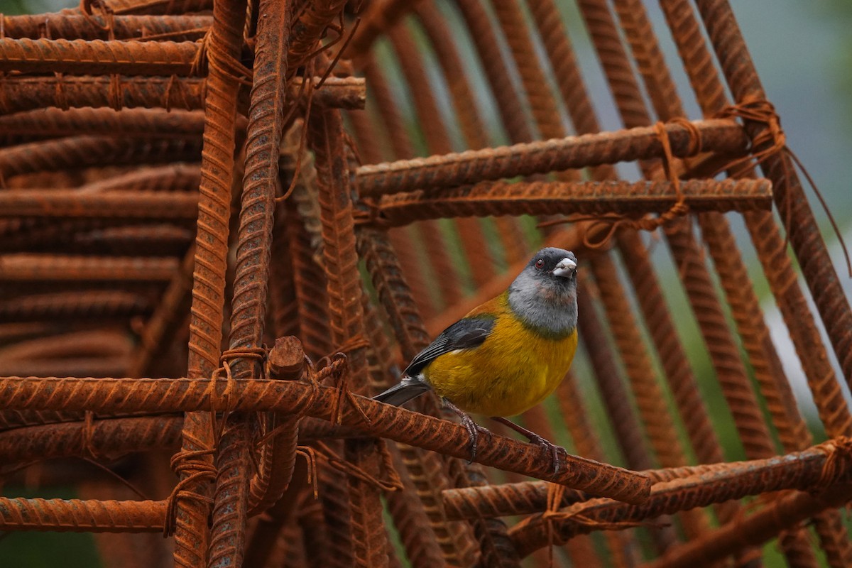 Patagonian Sierra Finch - ML645132319