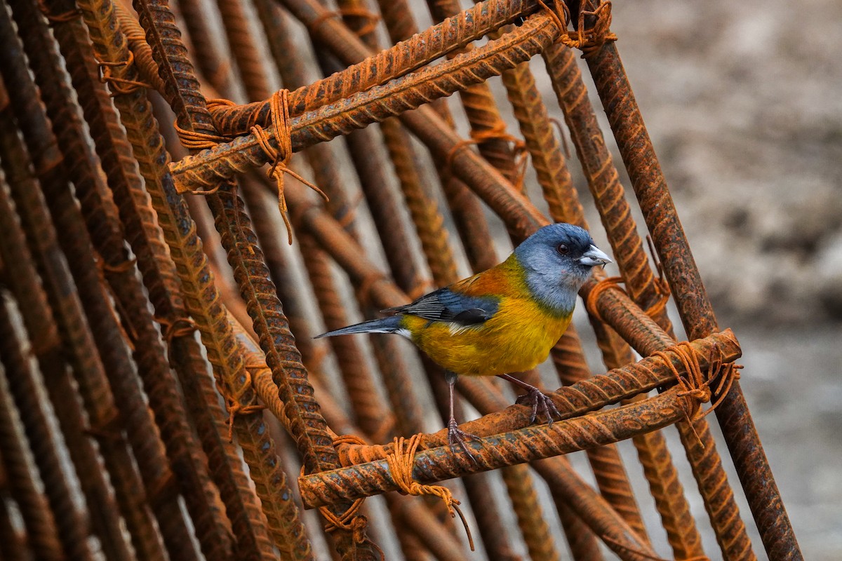 Patagonian Sierra Finch - ML645132320
