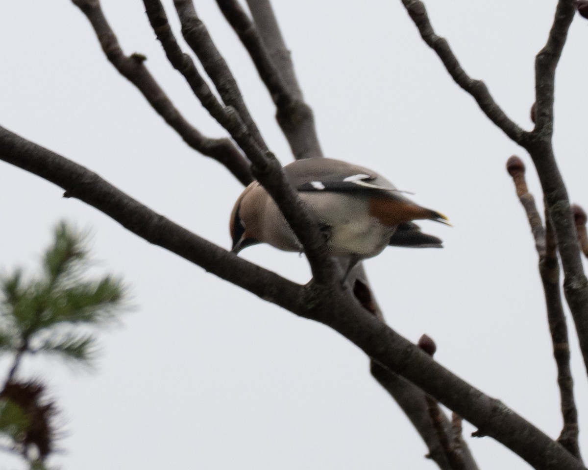 Buztanori boreala - ML645132321