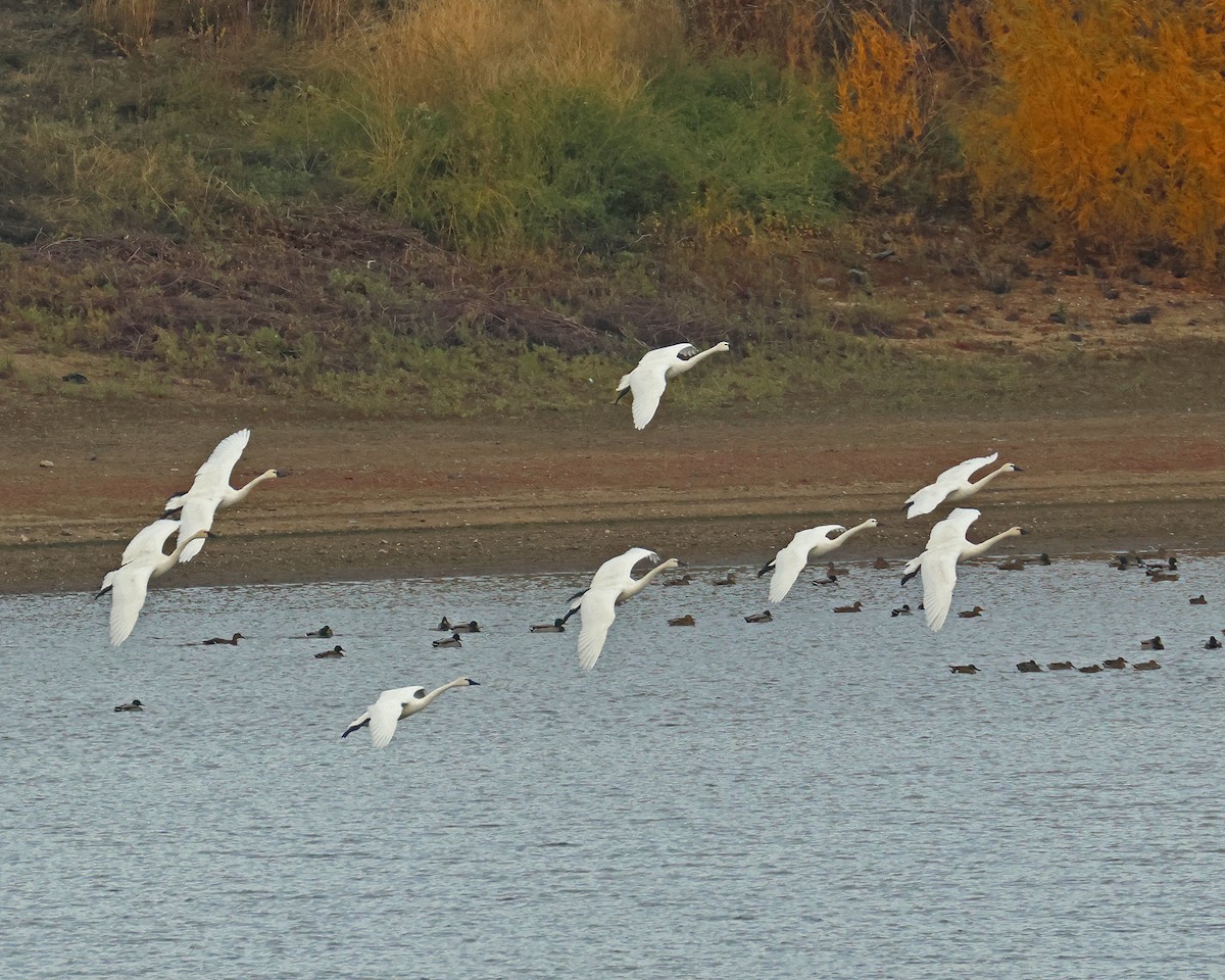 Tundra Swan - ML645132332