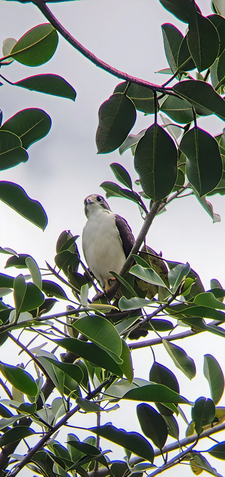 Short-tailed Hawk - ML645132335