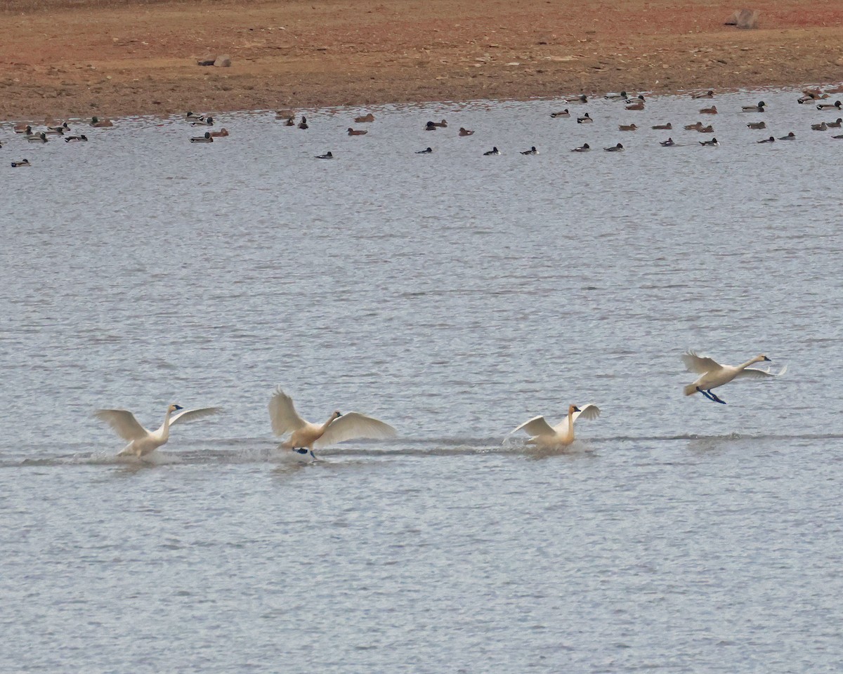 Tundra Swan - ML645132339