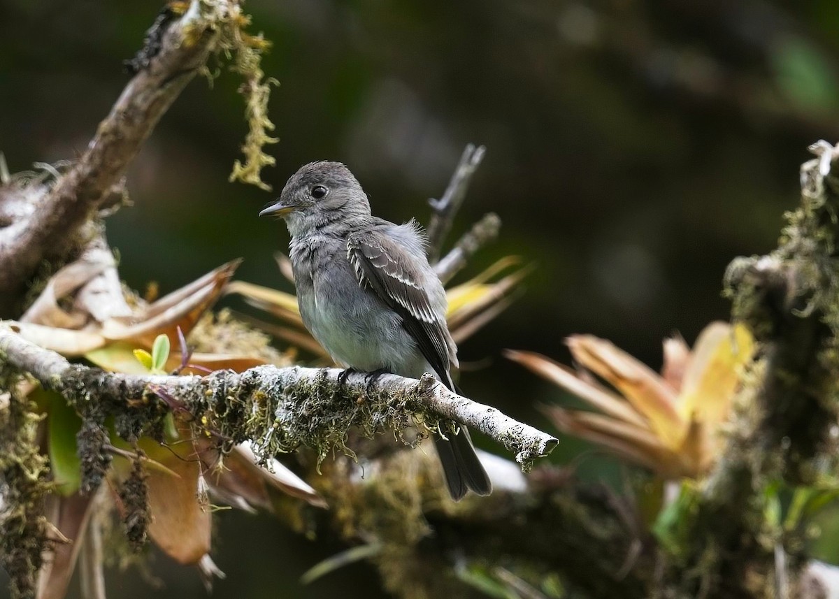 Western Wood-Pewee - ML645132351