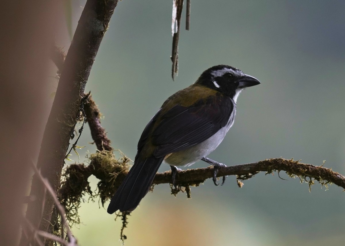 Black-winged Saltator - ML645132356