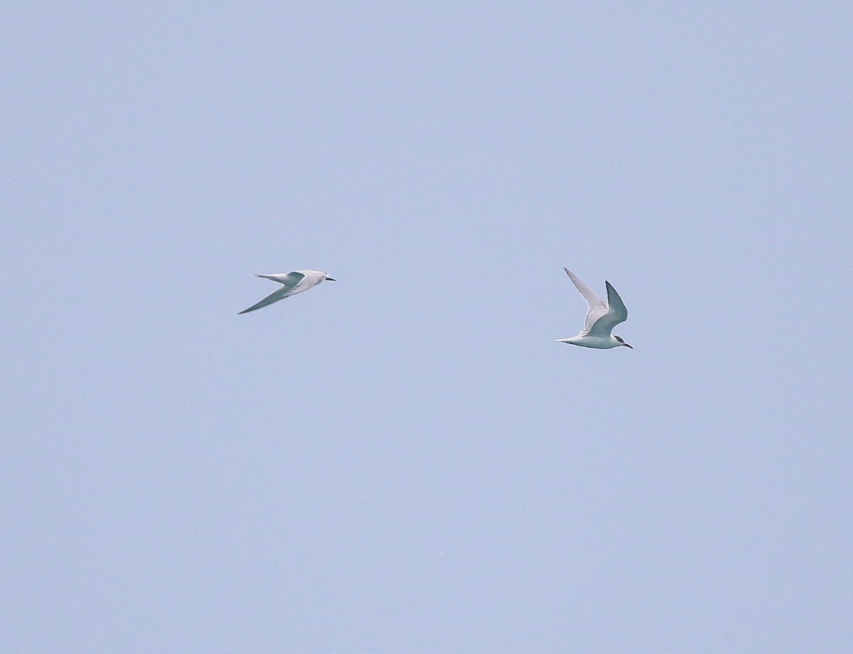 Речная крачка - ML645132366