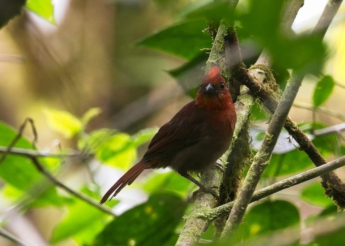 Crested Ant-Tanager - ML645132373