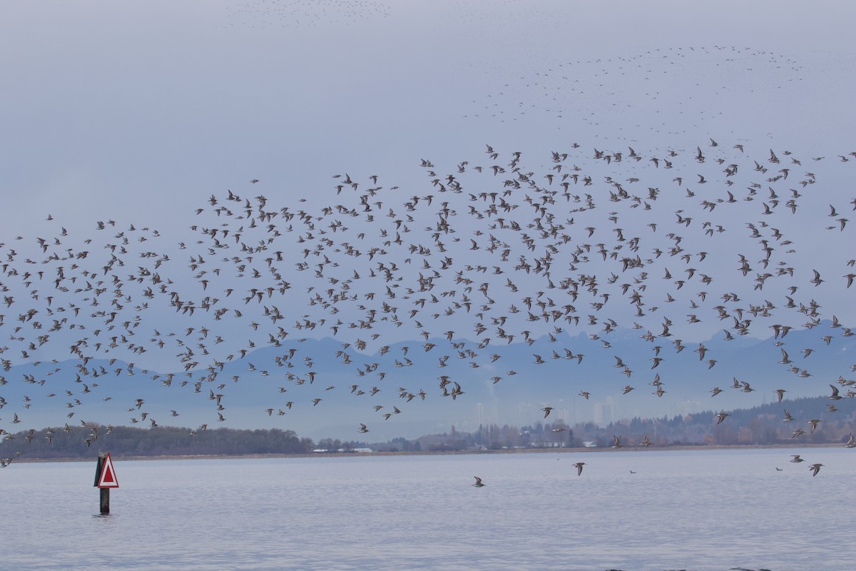 Dunlin - ML645132375