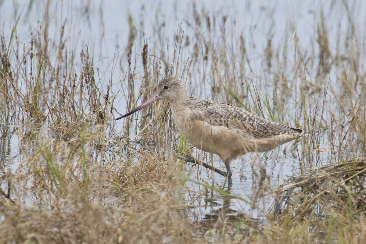 Marbled Godwit - ML645132381