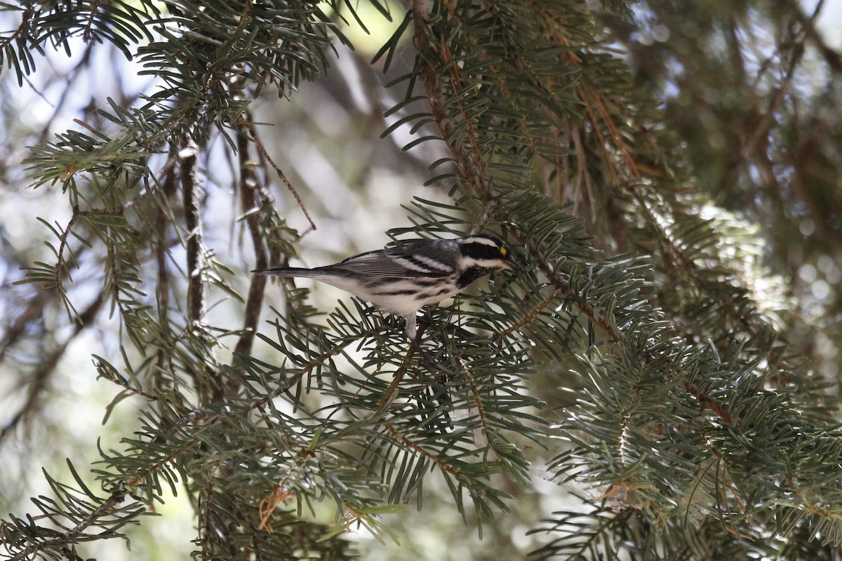 Black-throated Gray Warbler - ML645132385