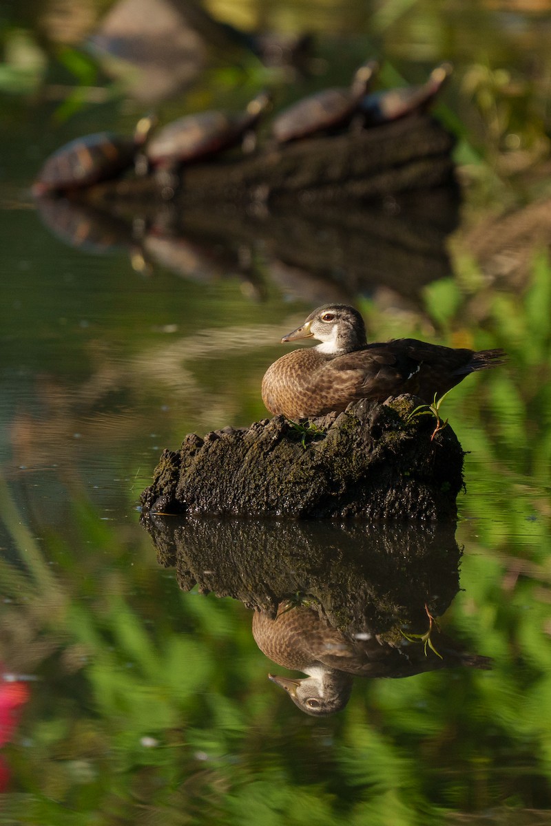 Wood Duck - ML645132394