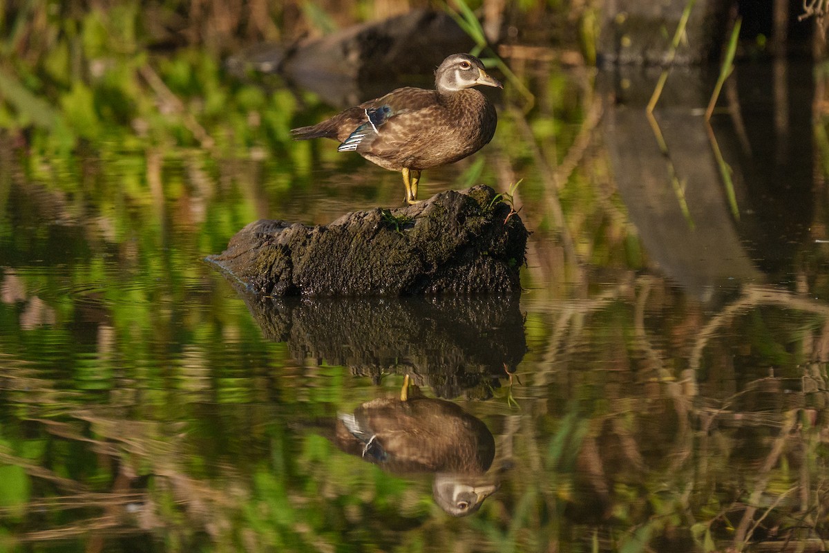 Wood Duck - ML645132397