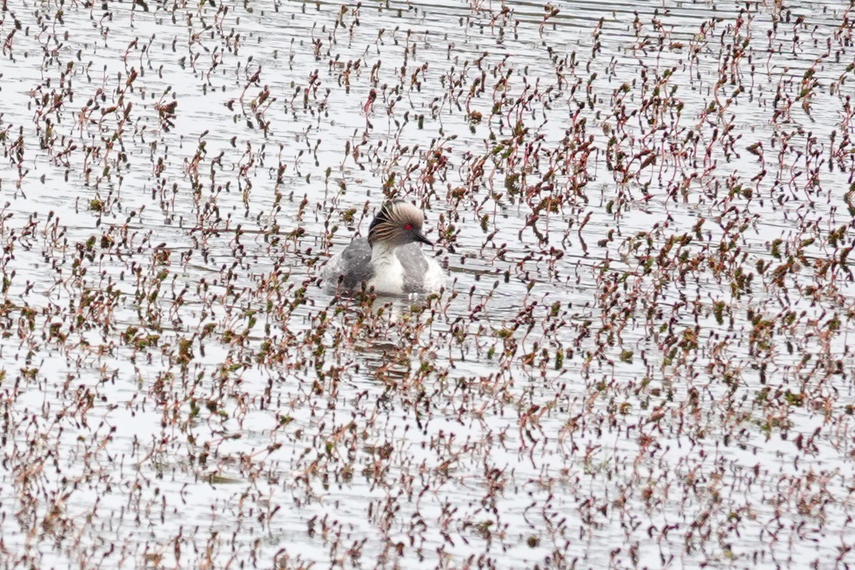 Silvery Grebe - ML645132424