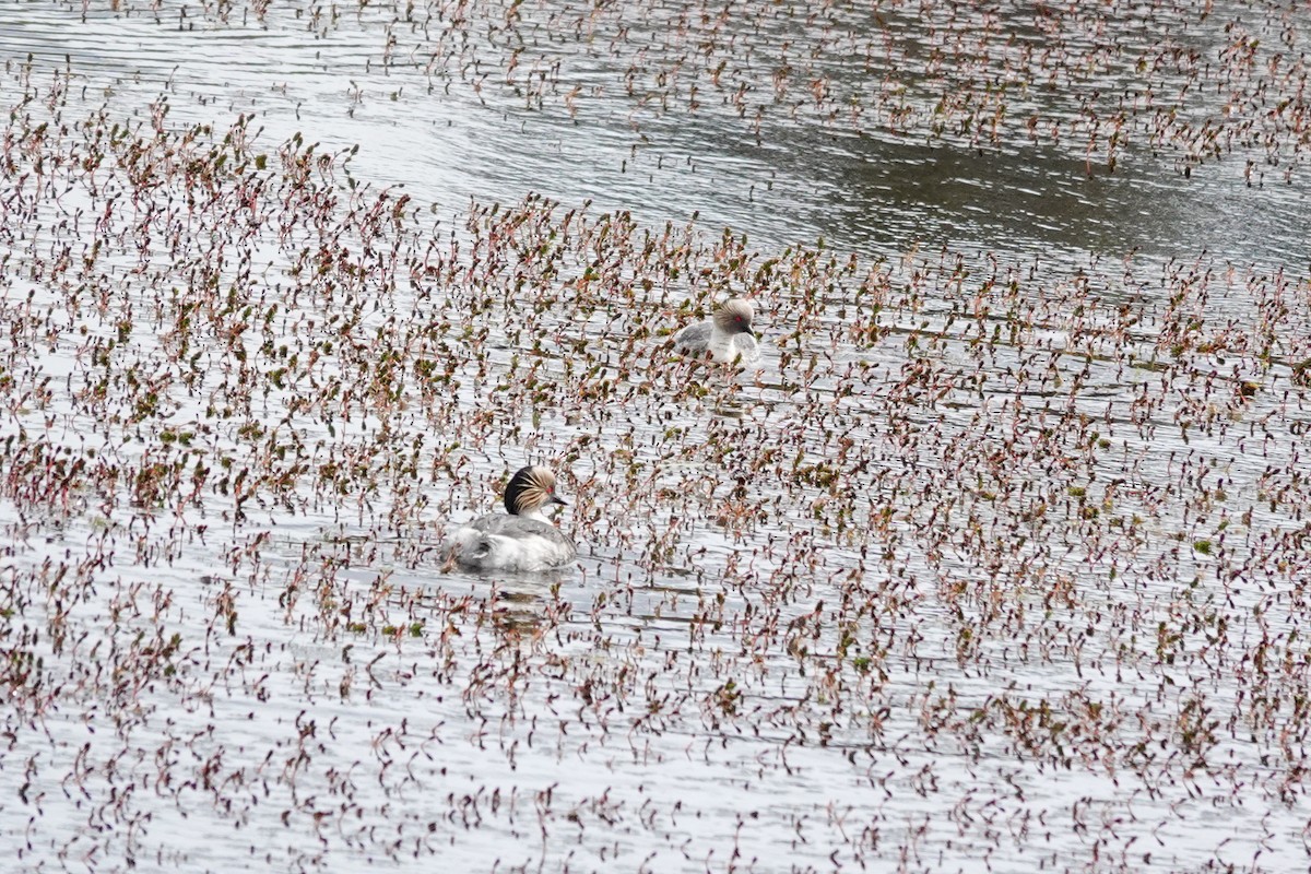 Silvery Grebe - ML645132425