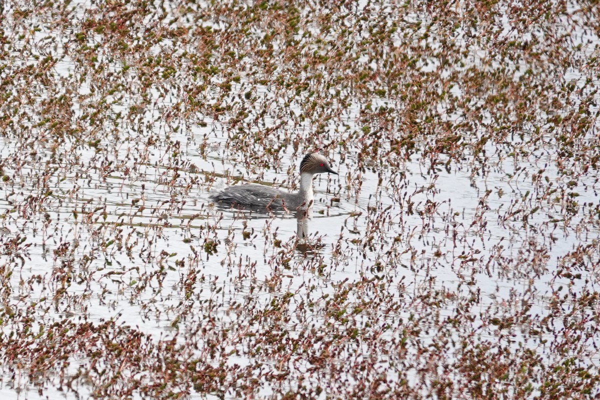 Silvery Grebe - ML645132426