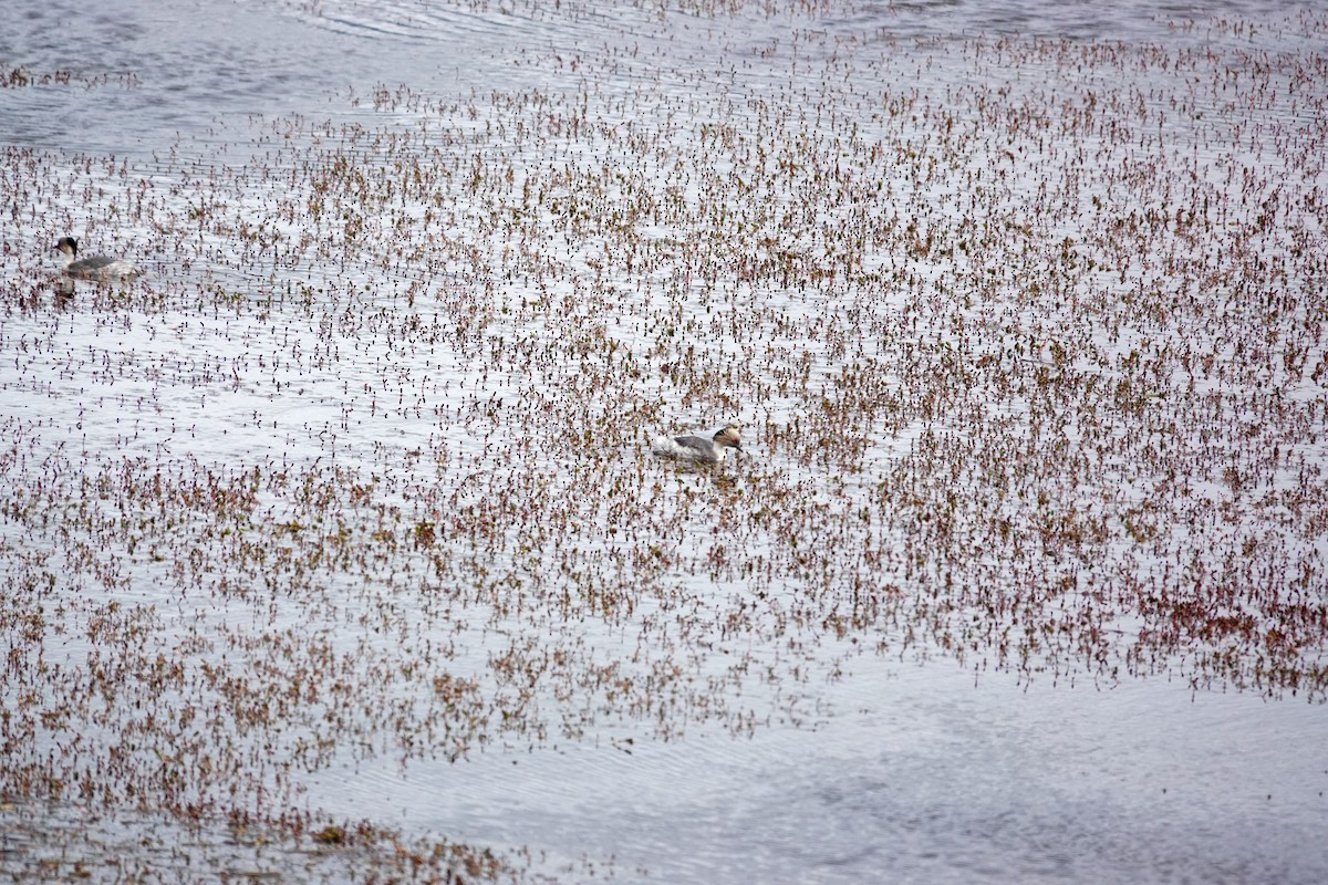Silvery Grebe - ML645132427