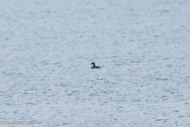 ミミカイツブリ - ML645132435