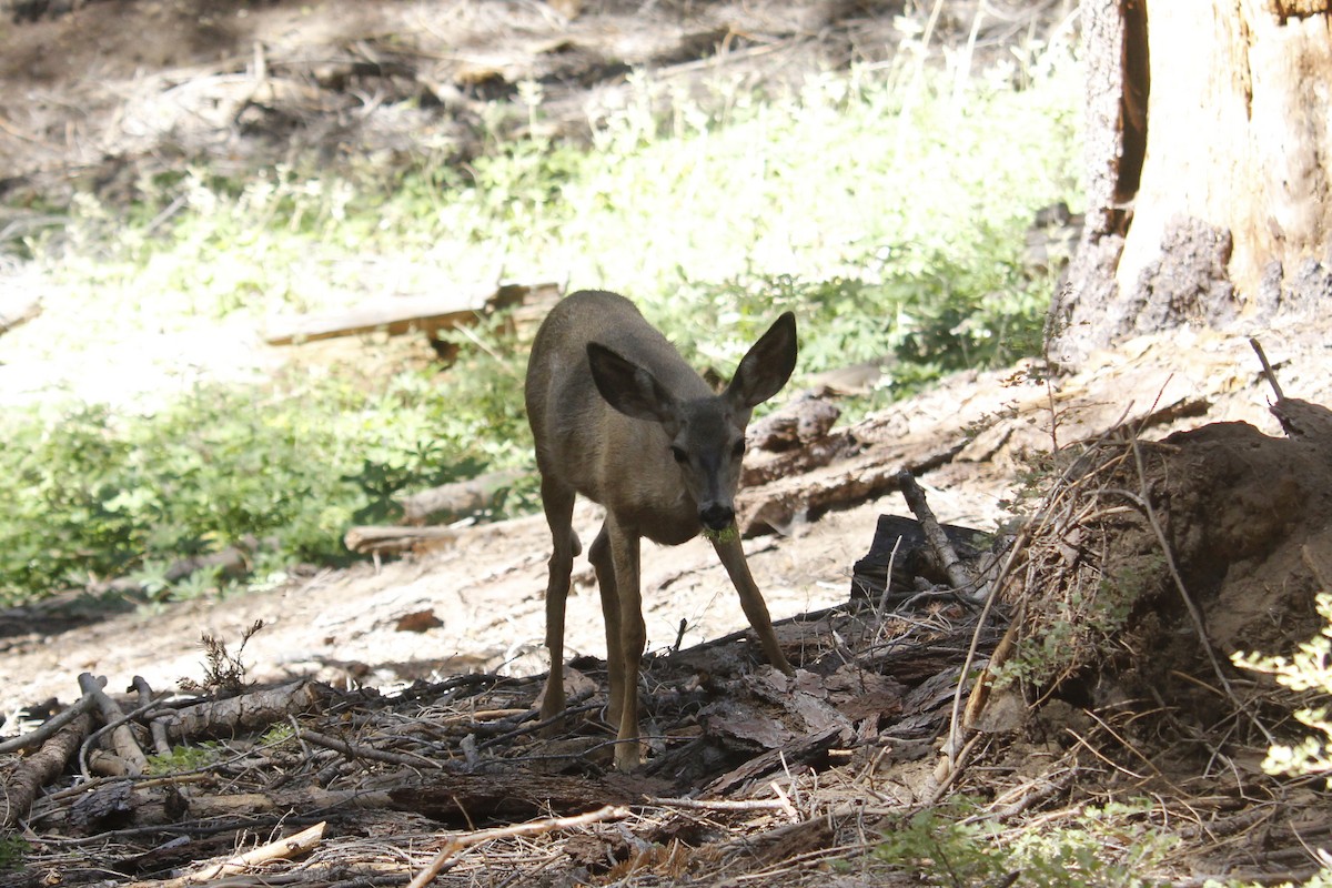 Mule Deer - ML645132438