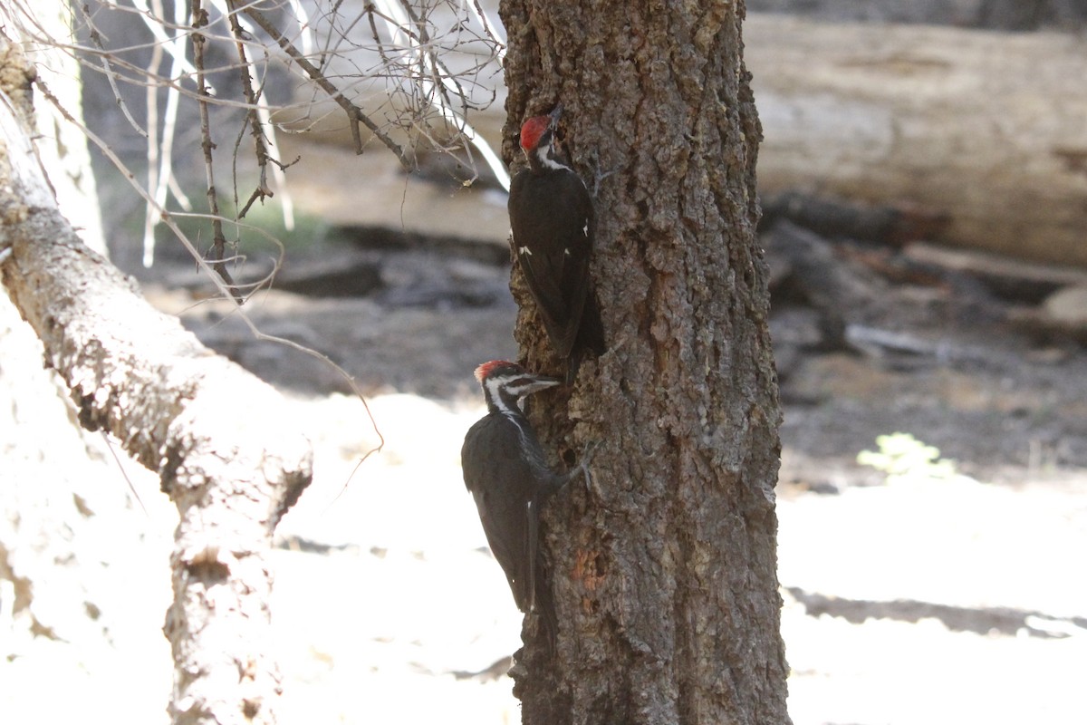 Pileated Woodpecker - ML645132443