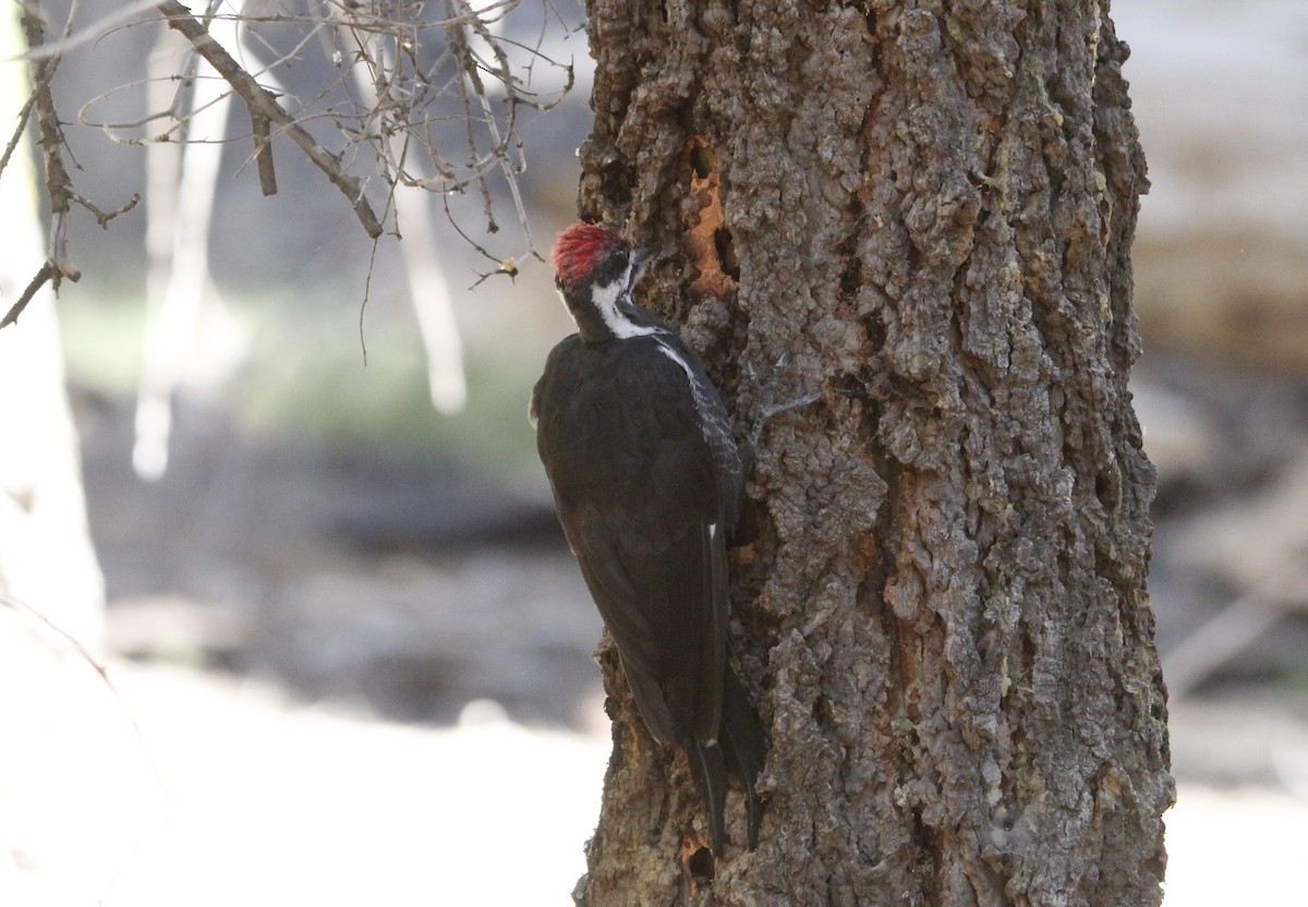 Pileated Woodpecker - ML645132444