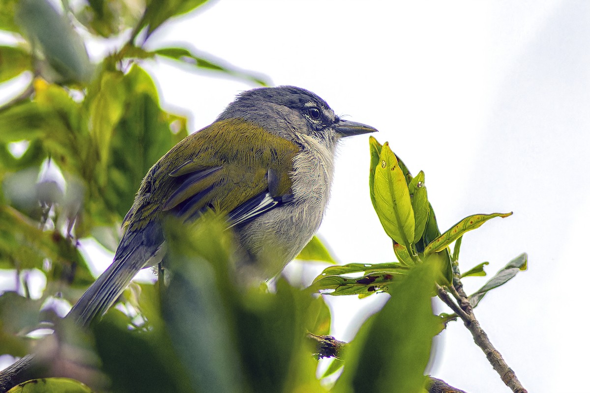 White-winged Warbler - ML645132447