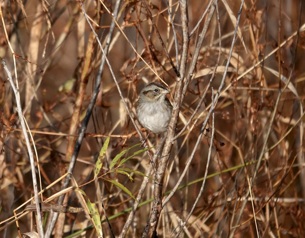 Swamp Sparrow - ML645132453