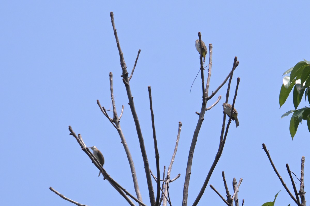 Yellow-vented Bulbul - ML645132465