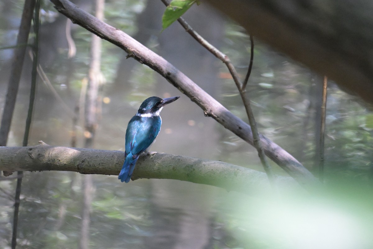 Collared Kingfisher - ML645132471