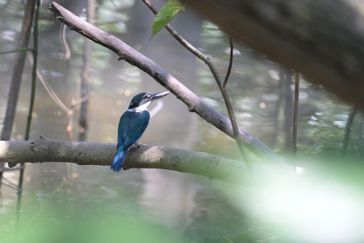 Collared Kingfisher - ML645132474