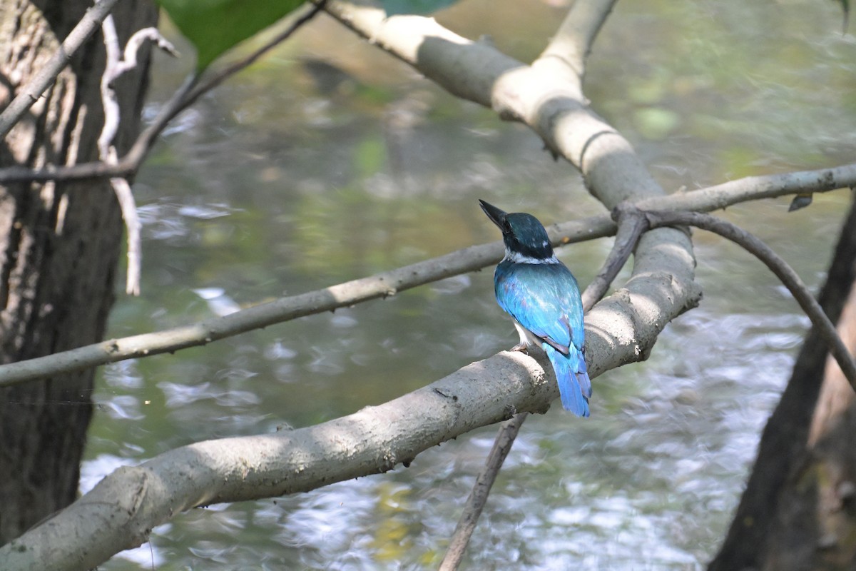 Collared Kingfisher - ML645132476
