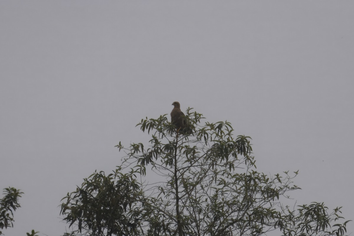 kanelvåk - ML645132484