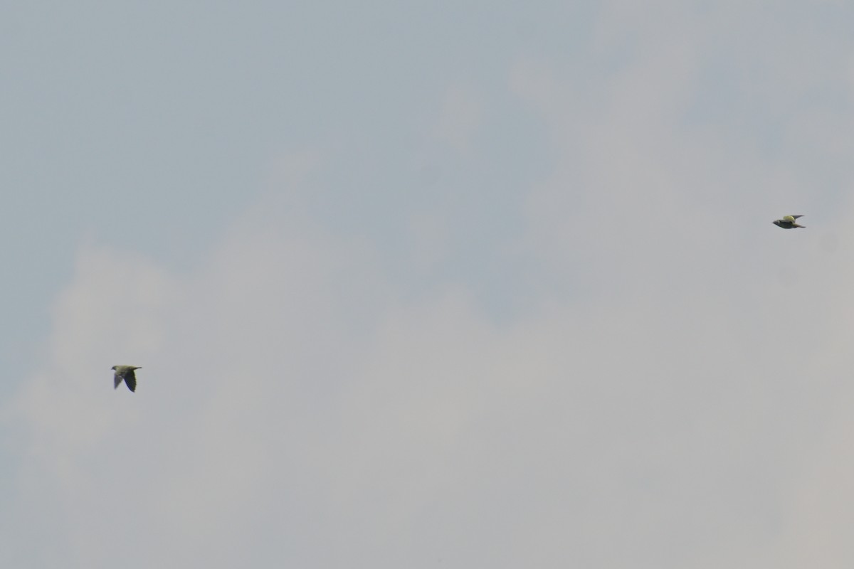 Pink-necked Green-Pigeon - ML645132491