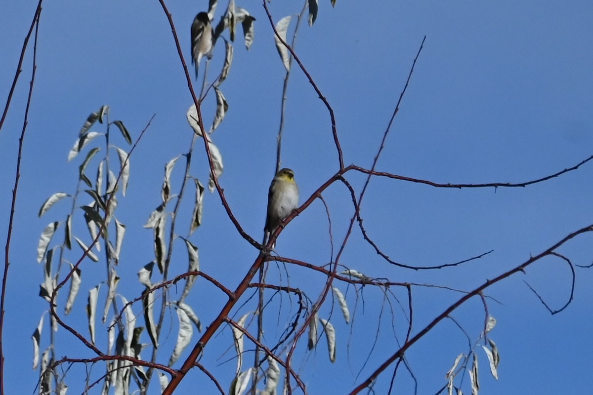 American Goldfinch - ML645132501