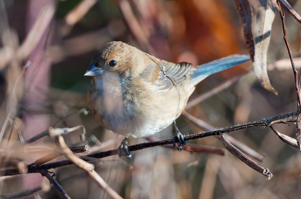 Passerin indigo - ML645132505