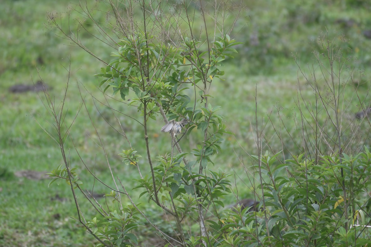 Yellow-bellied Elaenia - ML645132509