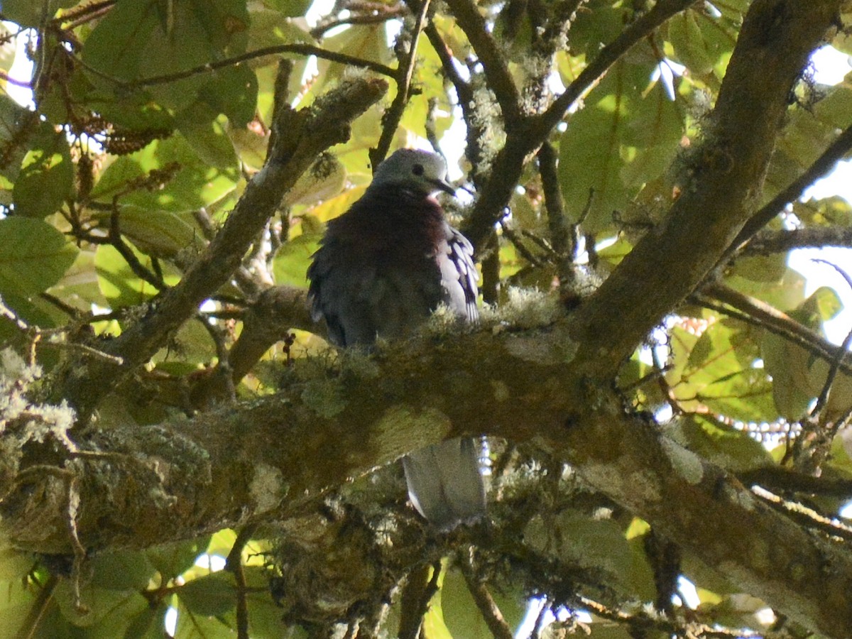 Каштановогрудая земляная горлица - ML645132513