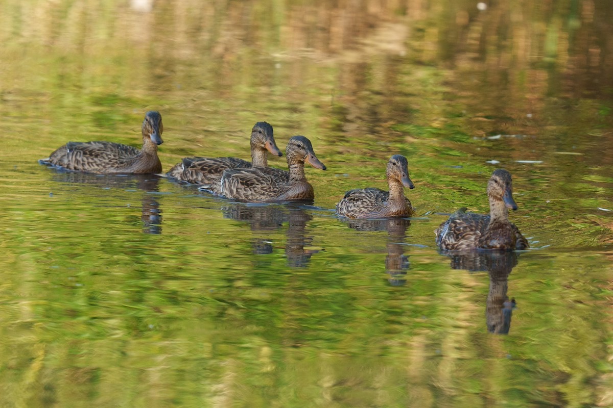 Mallard - ML645132517