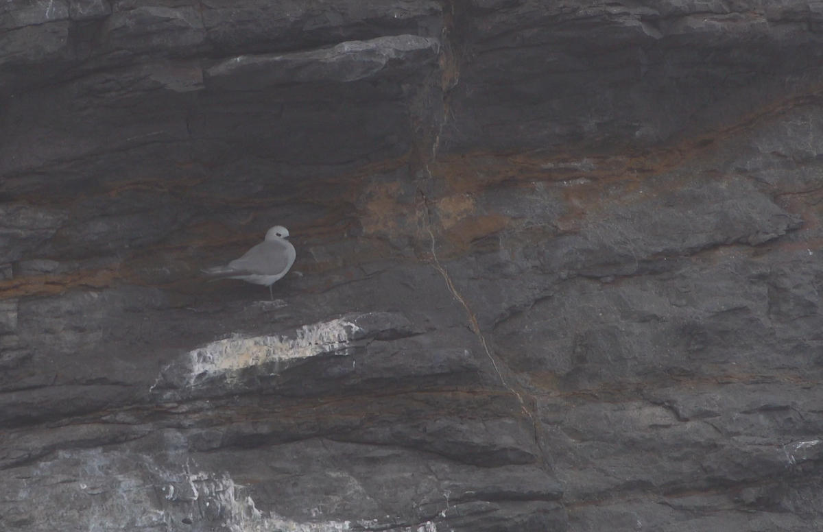 grånoddy - ML645132526