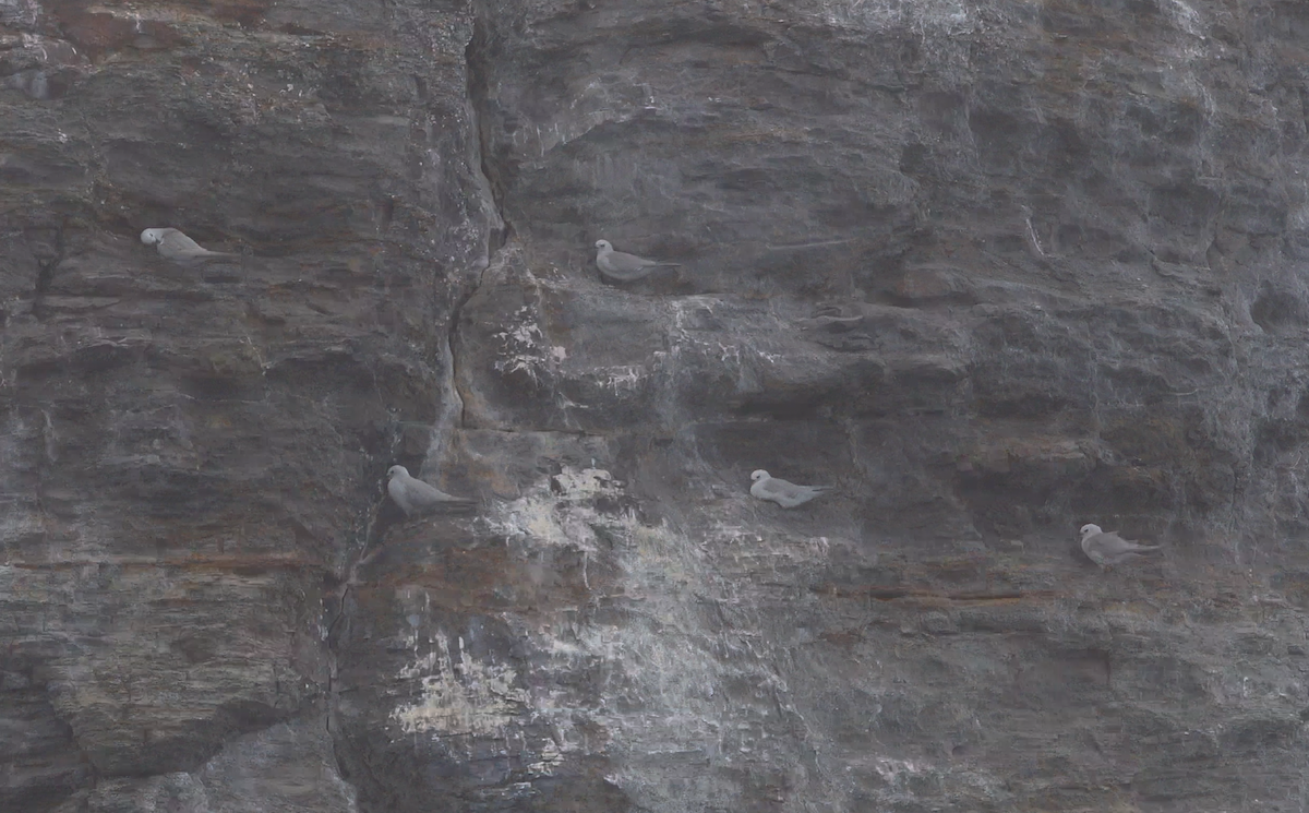 grånoddy - ML645132527